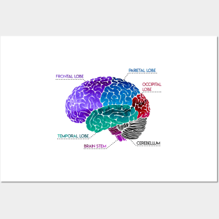 Brain Parts Posters and Art